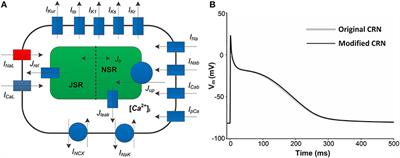 Proarrhythmia in the p.Met207Val PITX2c-Linked Familial Atrial Fibrillation-Insights From Modeling